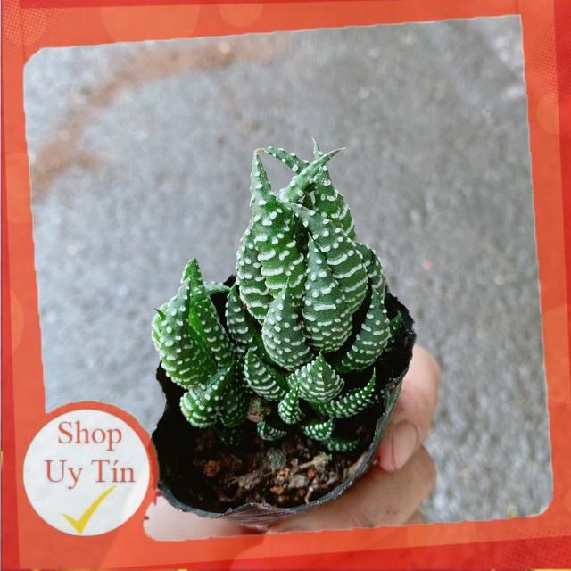 Móng Rồng Búp