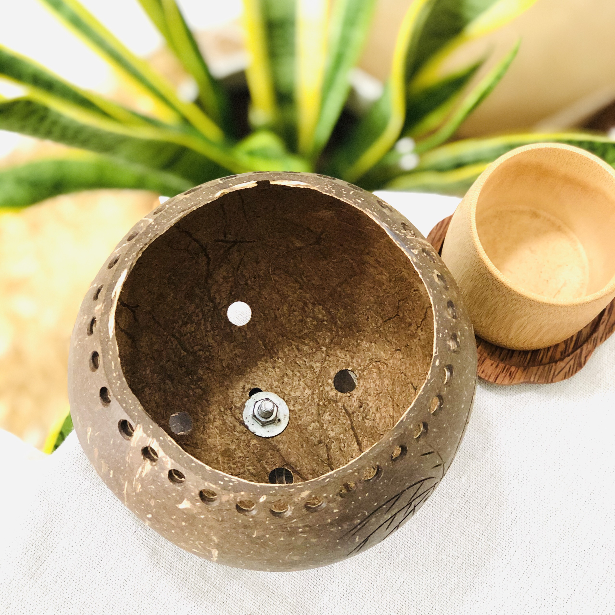 Gáo dừa trồng cây để bàn trưng trang trí