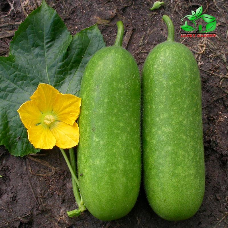 Hạt Giống Bí Đao Chanh AGRI WAXGOURD 999 - ( gói 5gram hơn 250 hạt )