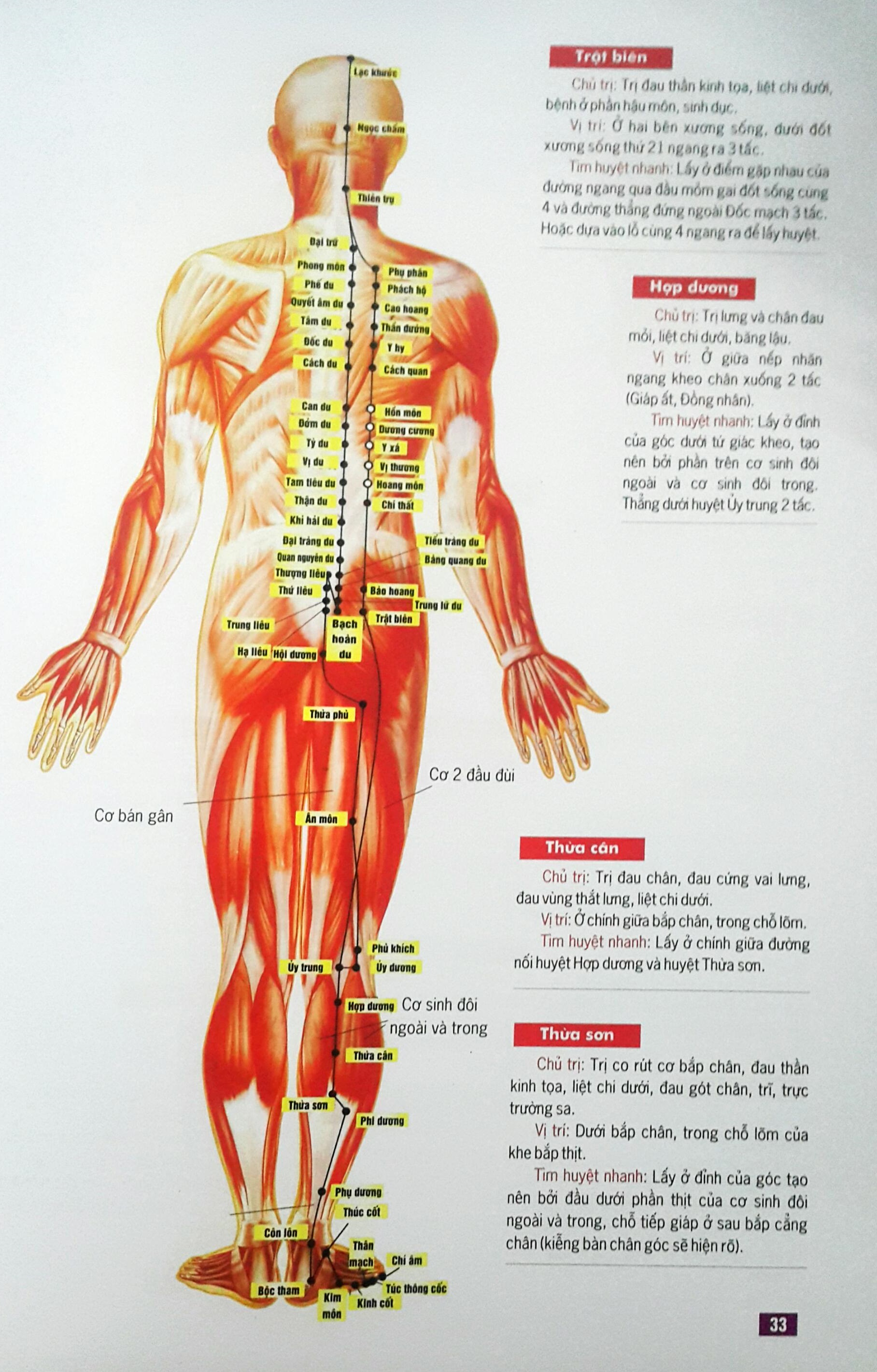 Huyệt Vị Kinh Lạc Cơ Thể Người (Tái Bản)