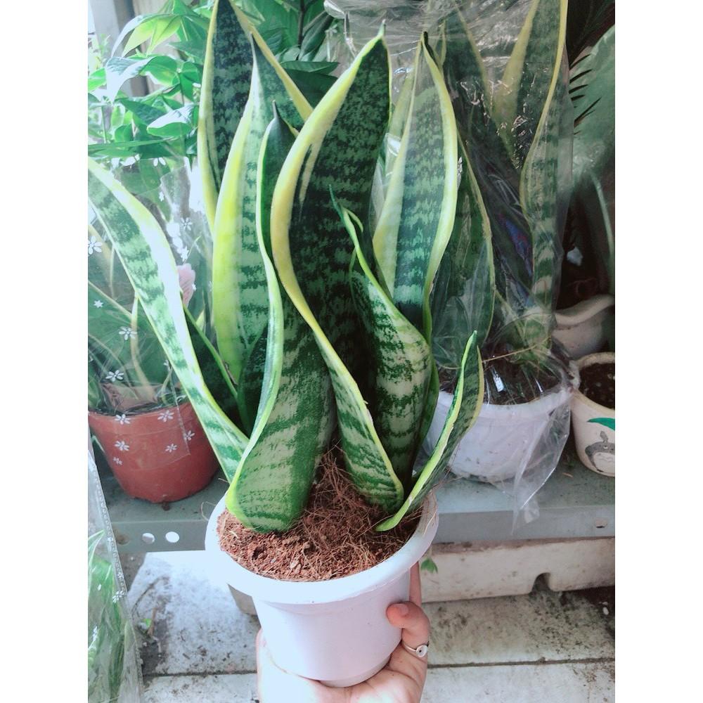 Chậu Lưỡi Hổ