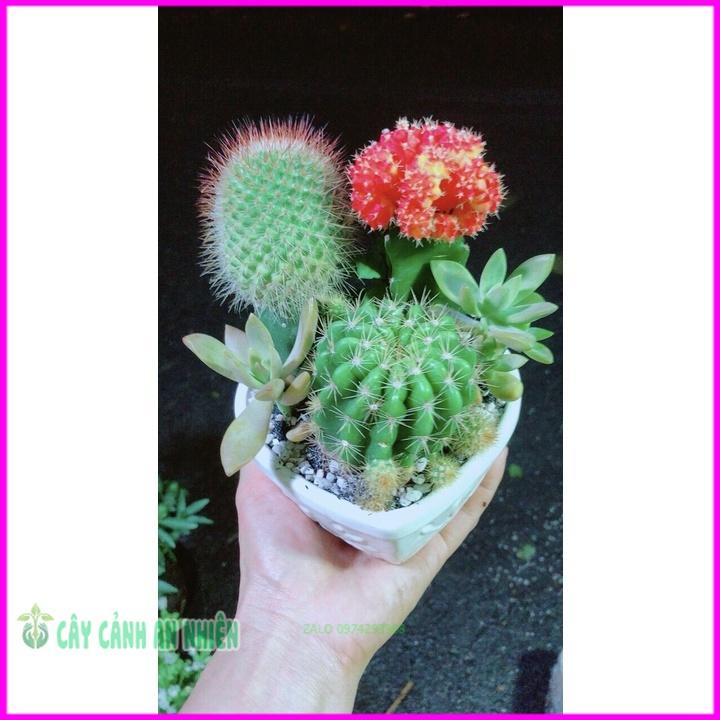 Chậu Cây Xương Rồng Tiểu Cảnh