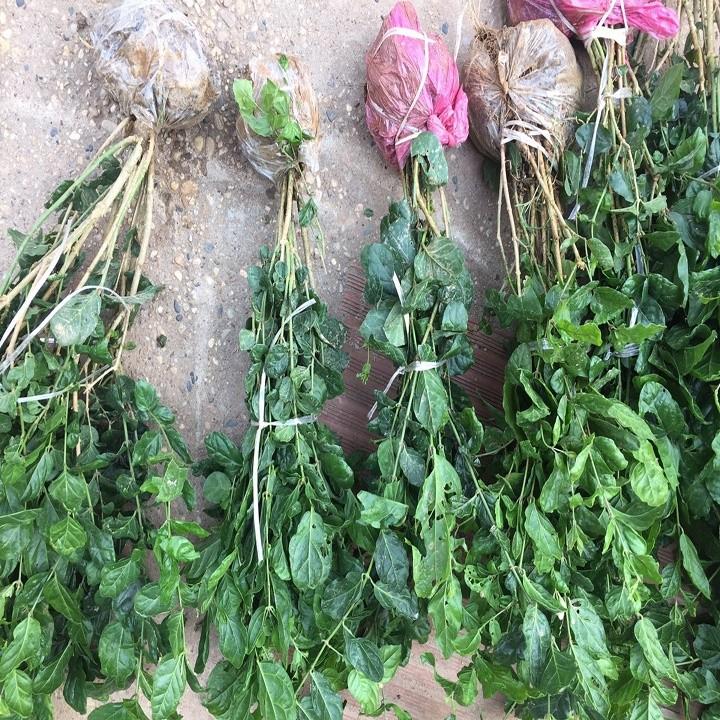 Combo 5 bầu cây giống hoa nhài ta trắng cổ thơm