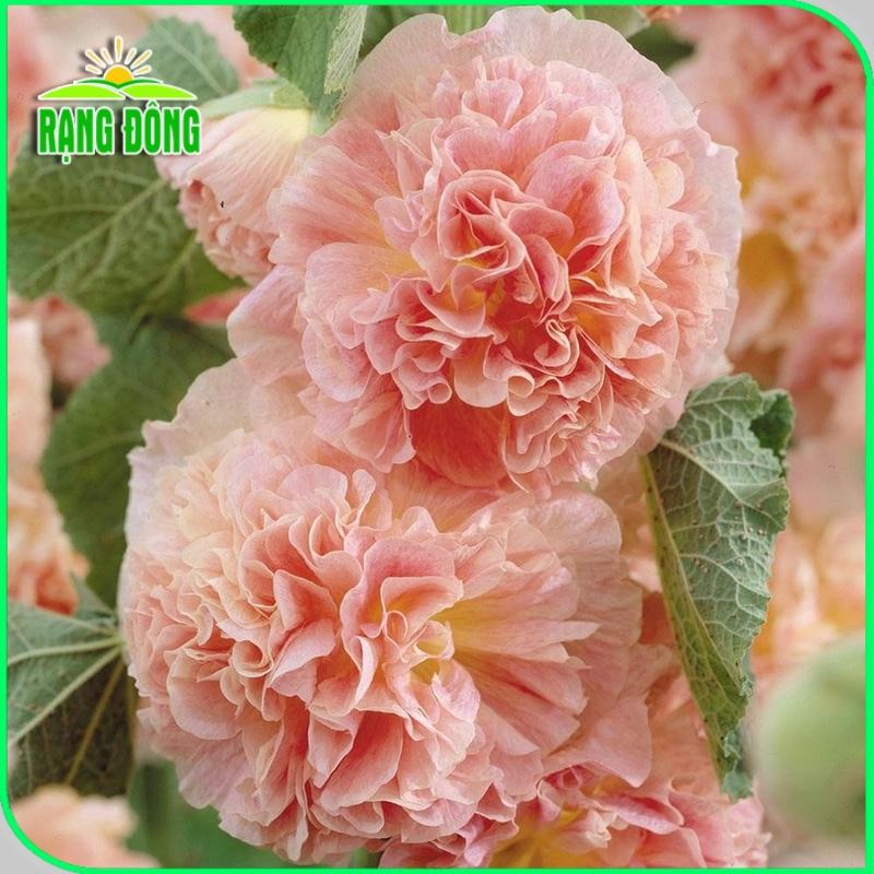 Hạt giống Hoa Mãn Đình Hồng Kép Nhiều Màu Rd 820 (0,1g~20 hạt) nảy mầm tốt, trồng quanh năm - Hạt giống Rạng Đông