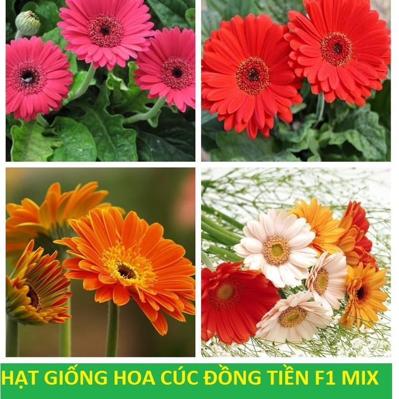 Hạt Giống Hoa Cúc Đồng Tiền Mix F1 - nhiều hạt gói 0.1gr
