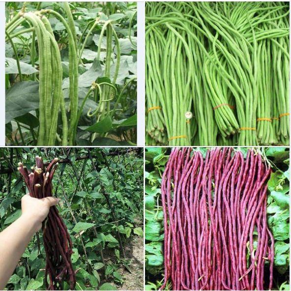Combo 2 gói hạt giống đậu đũa xanh  và 1 gói tím-tặng kèm gói phân bón lót