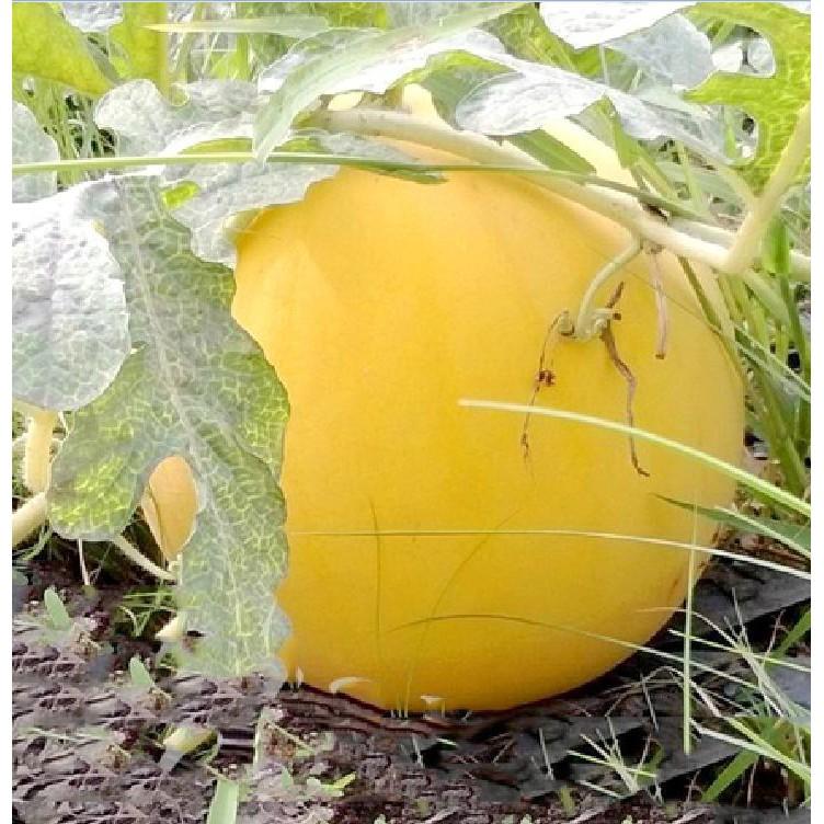 Hạt giống dưa hấu vỏ vàng ruột đỏ  tặng 3 viên nén ươm hạt