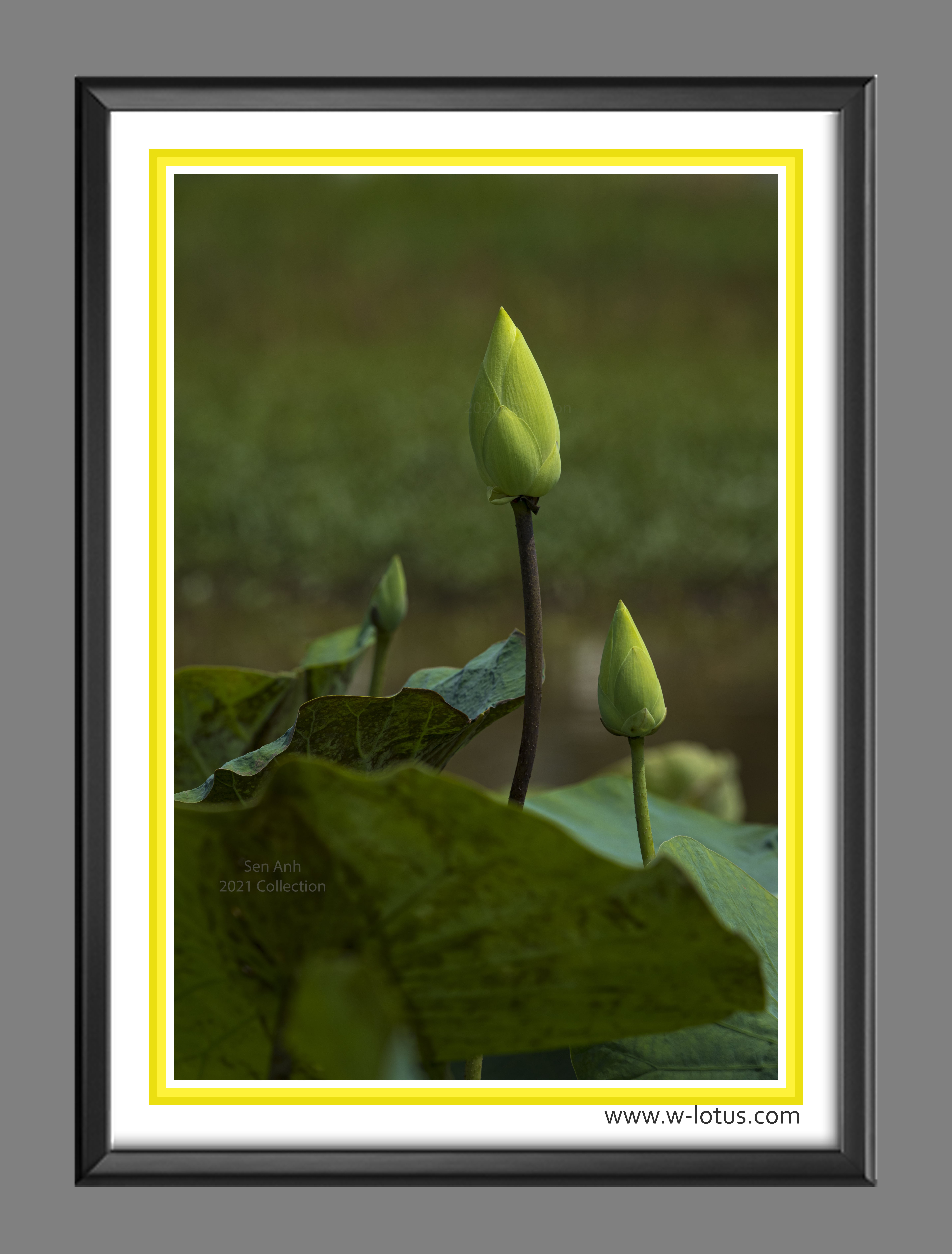 Tranh canvas hoa Sen treo phòng khách ST-00404