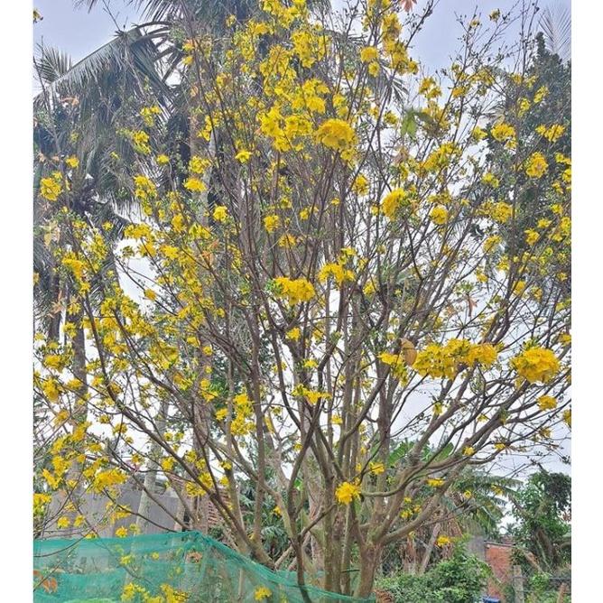 Hạt giống hoa mai vàng 5 cánh - hoa mai giảo  - 1 gói 25 hạt