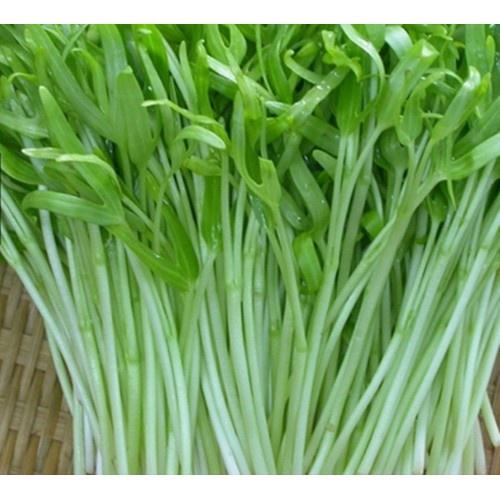 Hạt giống Rau Mầm Rau Muống, đóng gói 50-100gr