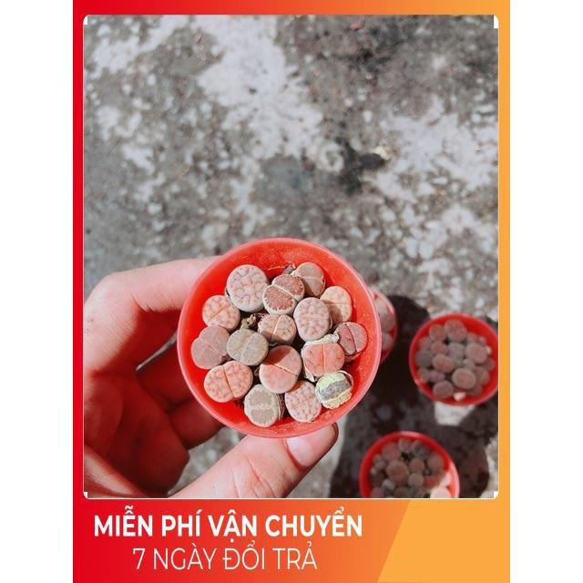 Cây Lipthop