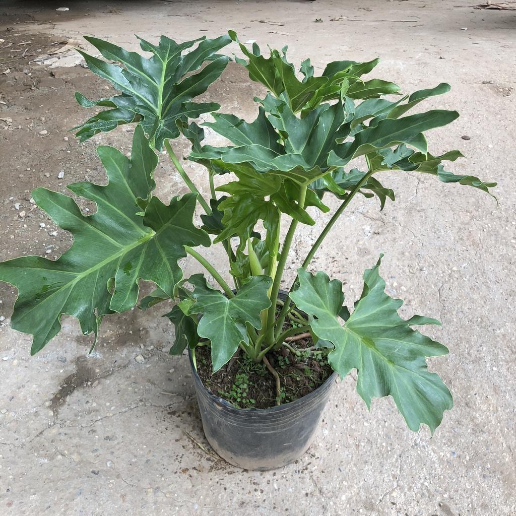 Cây trầu bà thanh xuân to, Cao 50cm tán lá cực dày xanh mướt bắt mắt, thanh lọc không khí