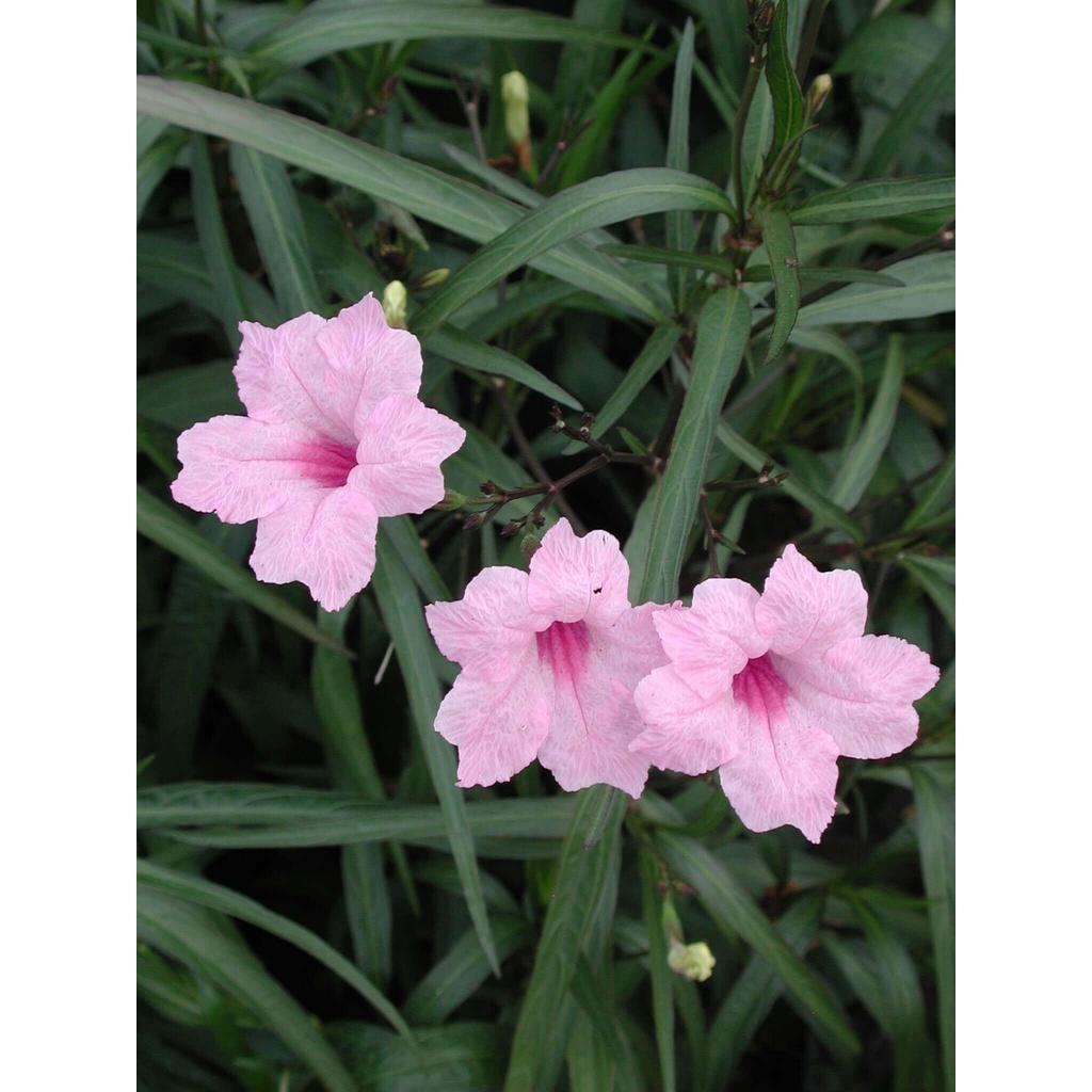 Cây Ruellia angustifolia Mexico Pink (Cỏ Cảnh Mexico) chậu nhựa 8cm