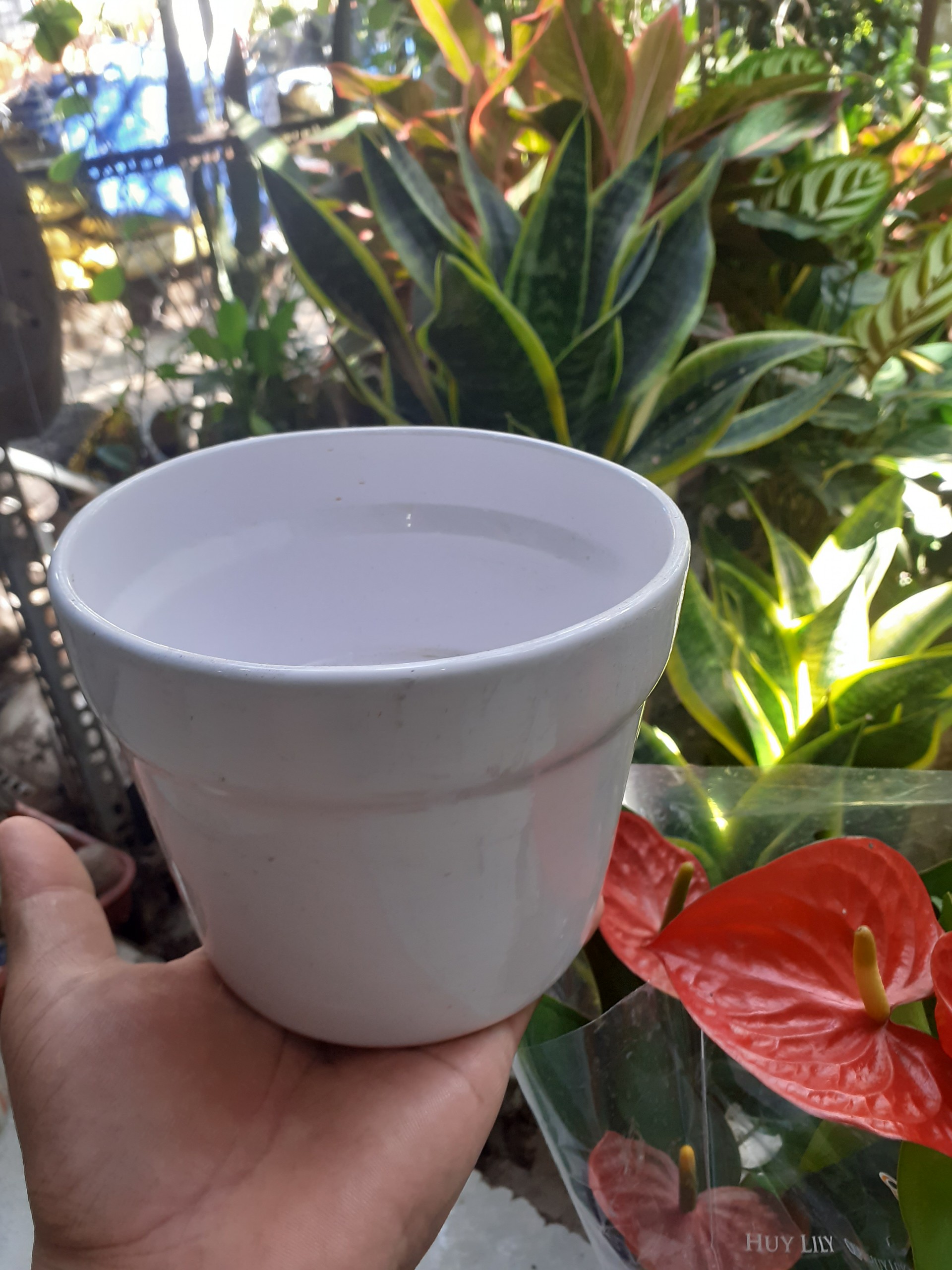 Chậu đất nung TRÁNG MEN MÀU TRẮNG có thành miệng chậu.