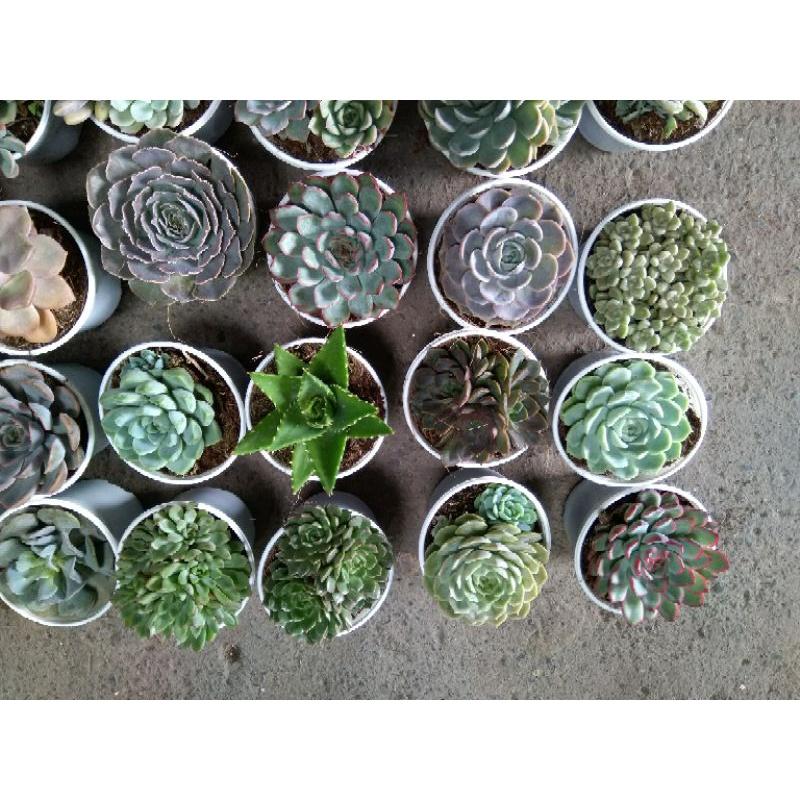 Sen đá size trung FREESHIPĐã thuần khí nóng Bao đep loại từ 9-11cm