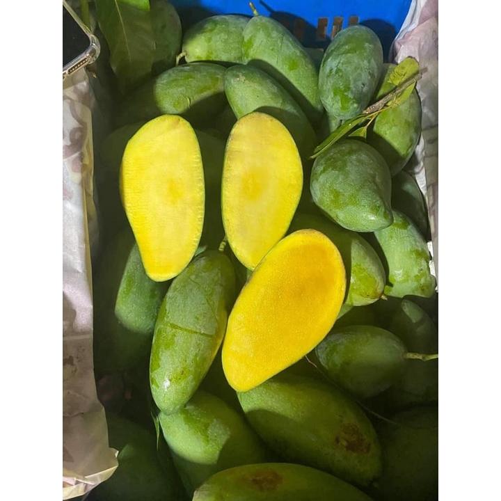 Cây giống Xoài Thái Lan