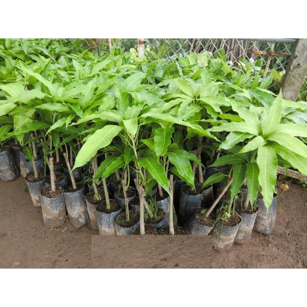 Cây giống XOÀI CÁT HÒA LỘC - Giống chuẩn F1 - Siêu sai quả ngon, ngọt
