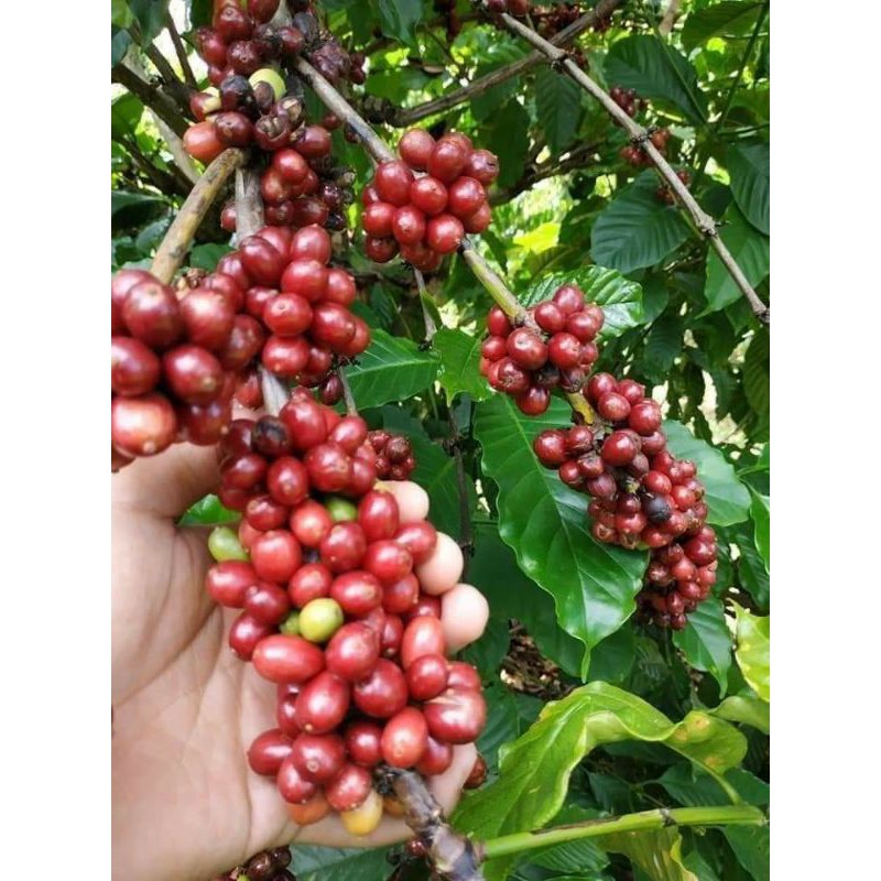 1 kg cà phê nhân robusta