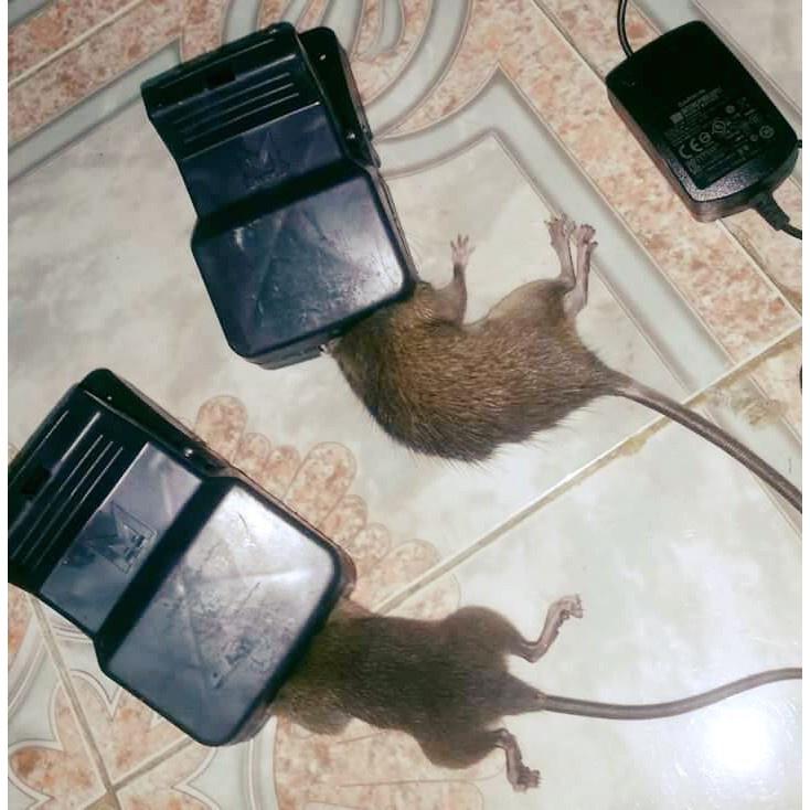 Bẫy chuột thông minh diệt hết giống chuột ở nhà của bạn