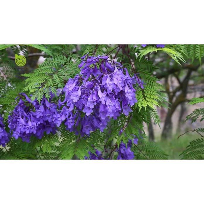 Hoa phượng tím chùm ớt đà lạt- hàng gửi đi nguyên bầu giống