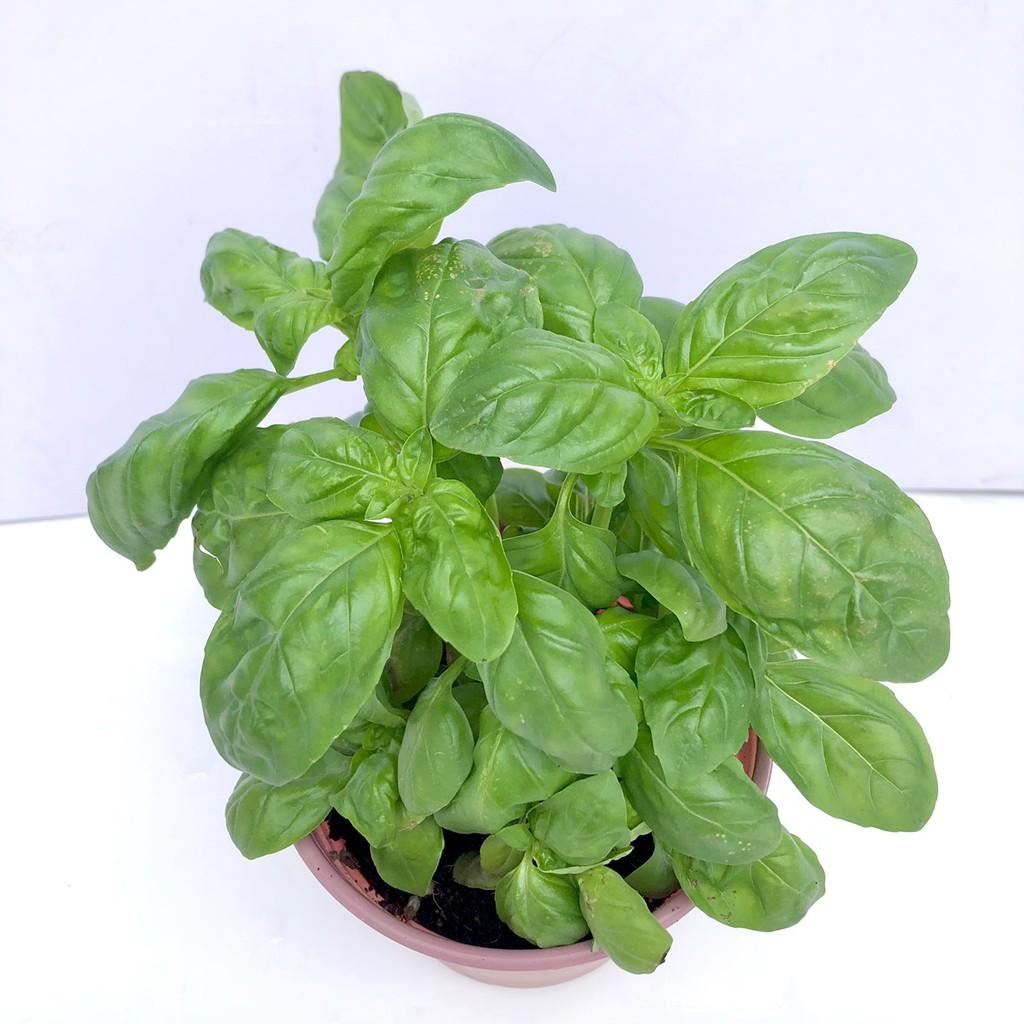 Cây húng tây sweet basil