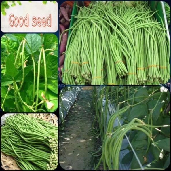 Hạt Giống Đậu Đũa F1