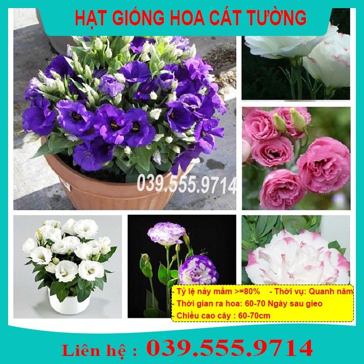 Hạt Giống Hoa Cát Tường - Hoa Trang Trí Sân Vườn