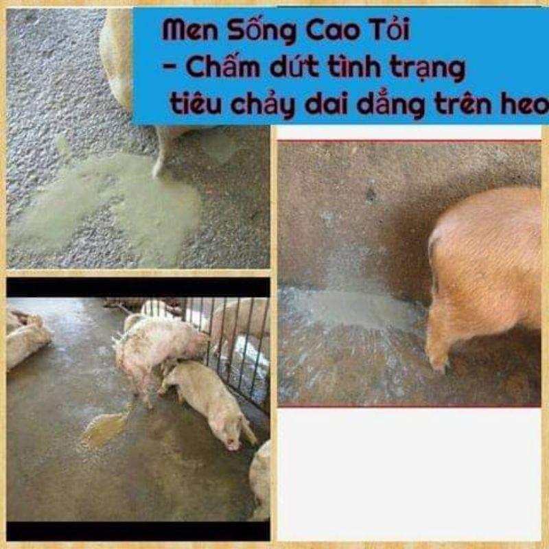Men sống cao tỏi 1kg