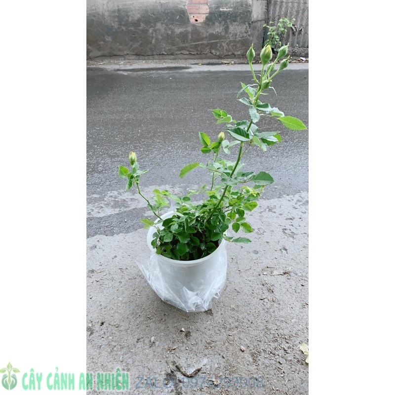 Hoa Hồng Leo Màu Vàng