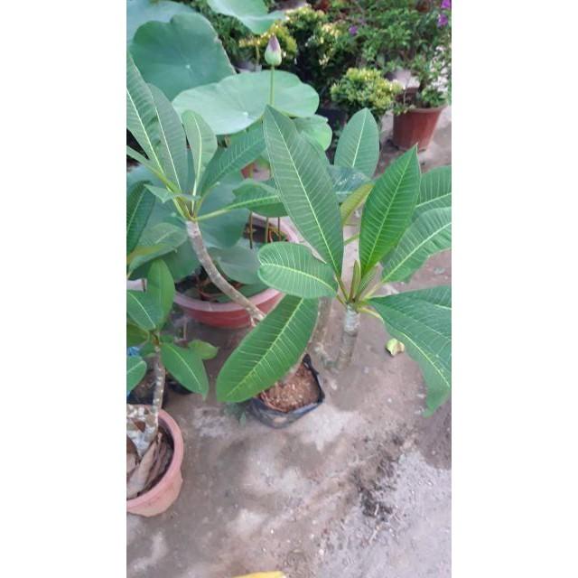 Sản phẩm CÂY SỨ TRẮNG