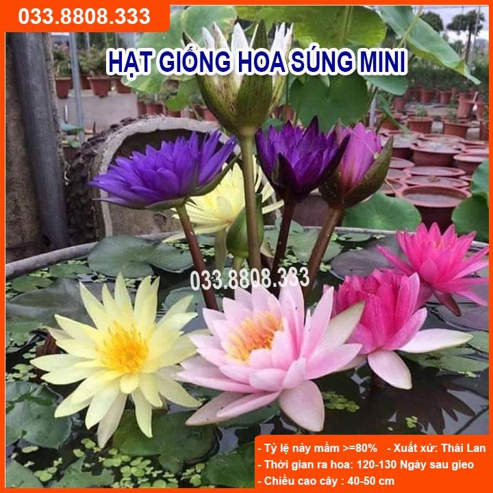 Hạt giống Hoa Súng Thái -Hoa Kiểng Trồng Chậu Trang Trí Sân Vườn