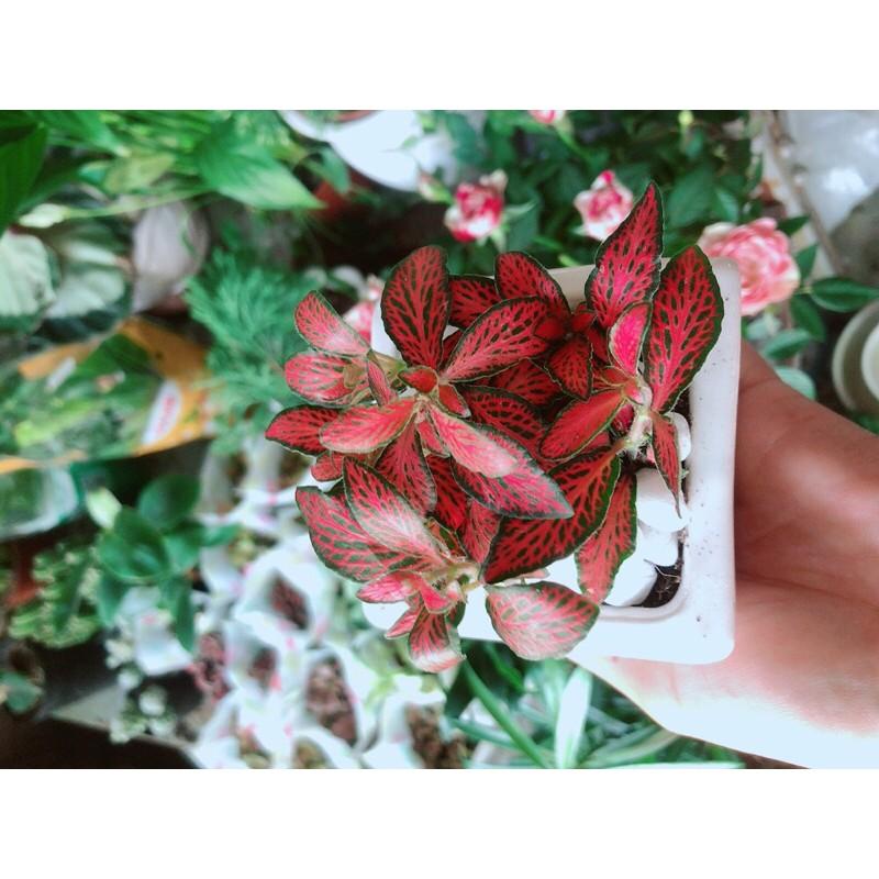 Chậu Cây Lá May Mắn