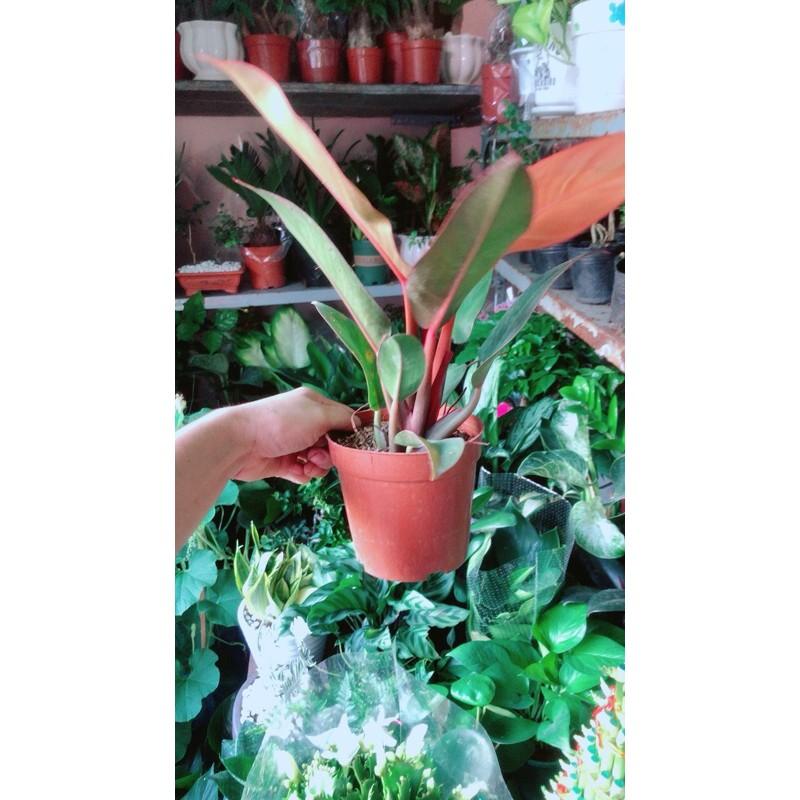 Đế Vương Đỏ Phong Thuỷ Tốt