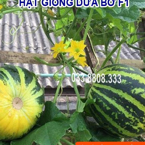 Hạt Giống Dưa Bở - Dưa Dễ Trồng Tại Nhà