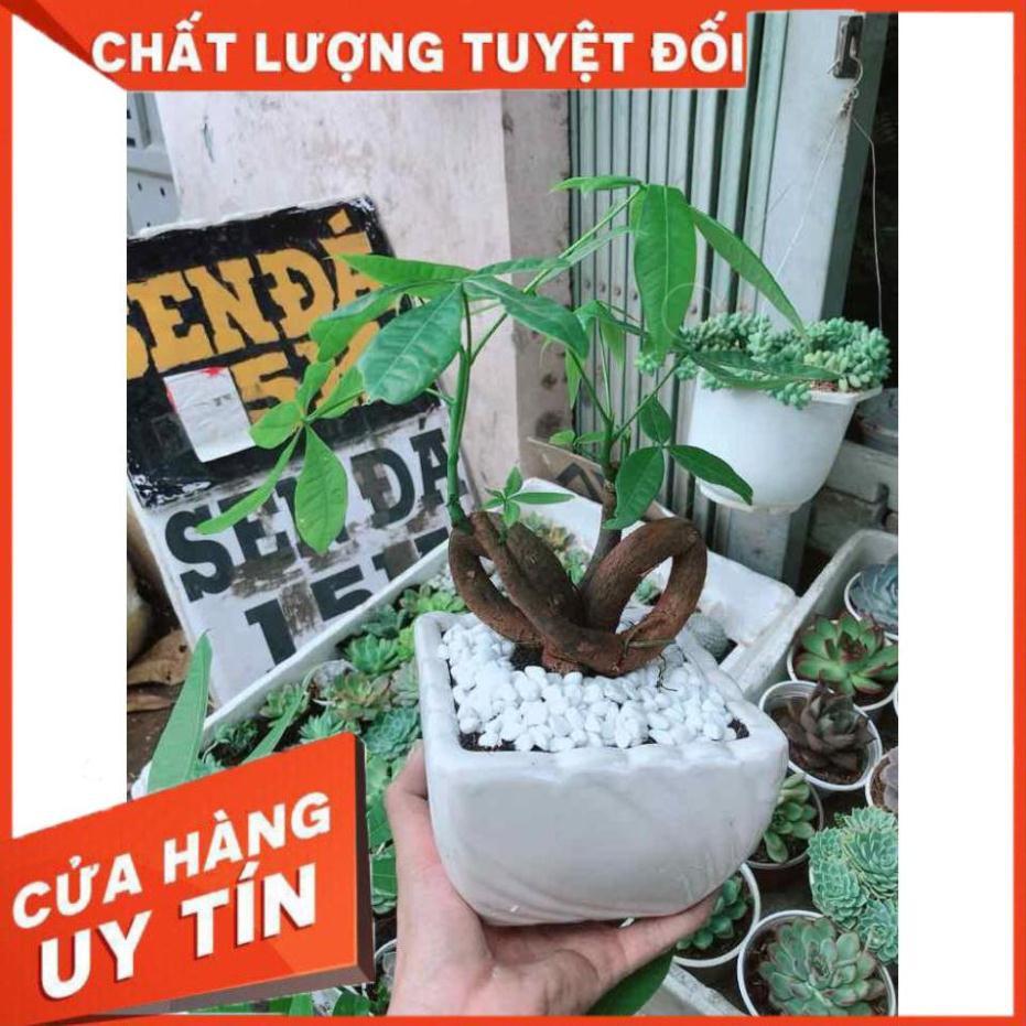 Chậu kim ngân tim Nhiều Người Mua