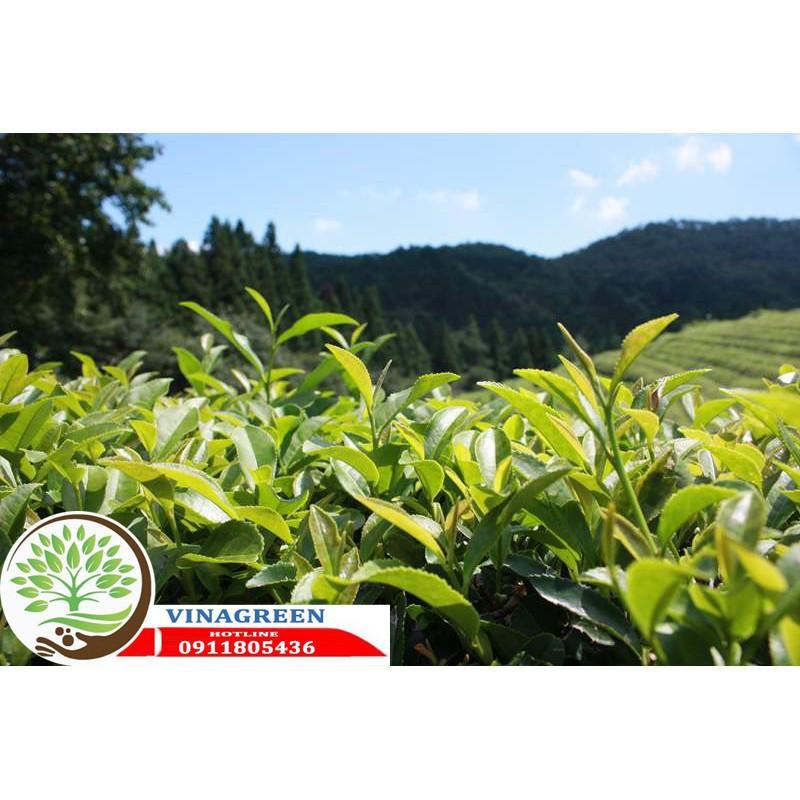 Sản phẩm Cây Ăn Trái cây giống trà xanh