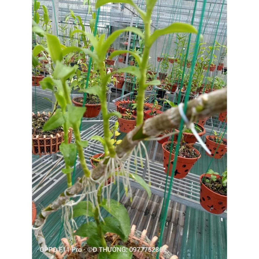 Hoa lan phi điệp Mít phân nhánh Chùa Hương