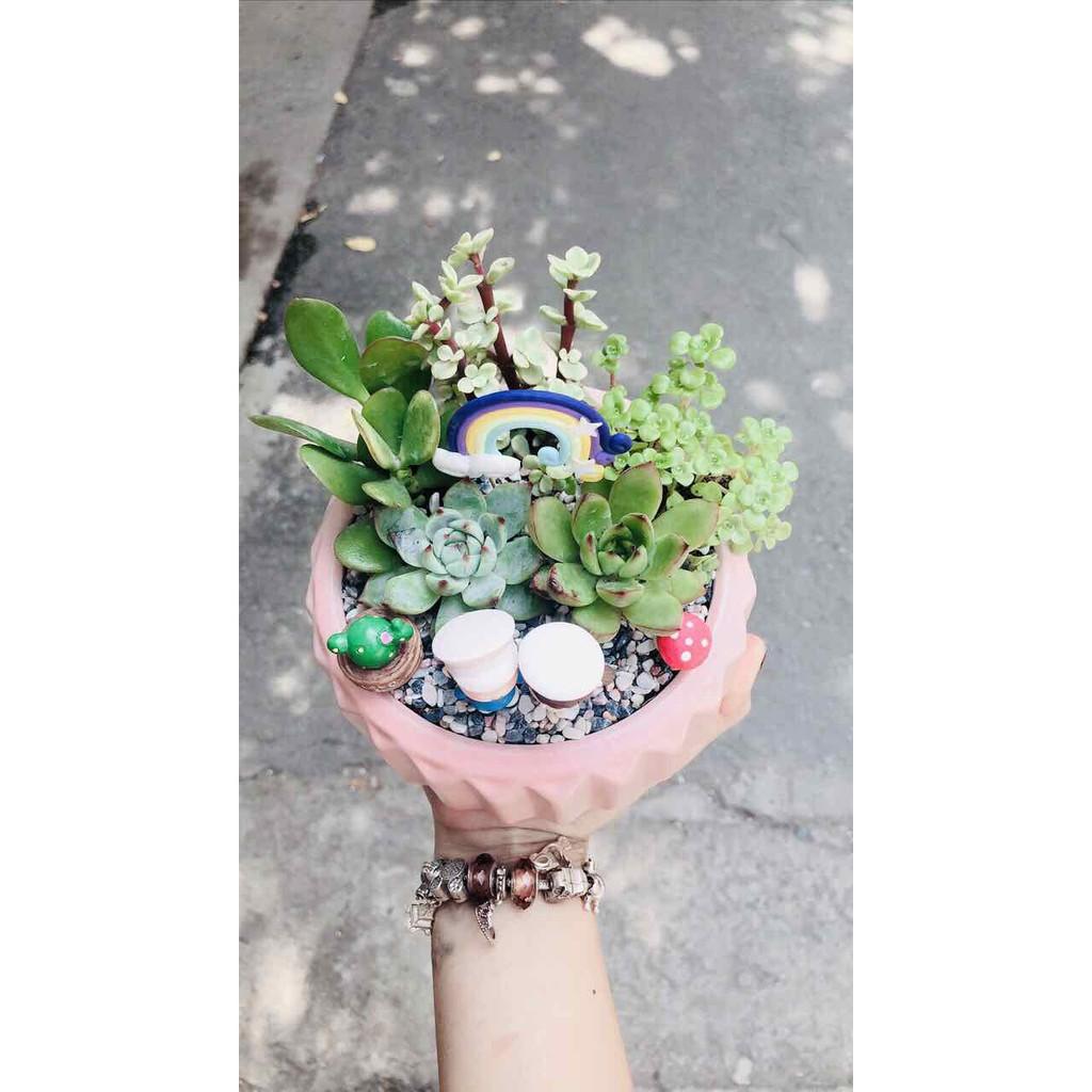 Chậu sen đá tiểu cảnh Bán Chạy