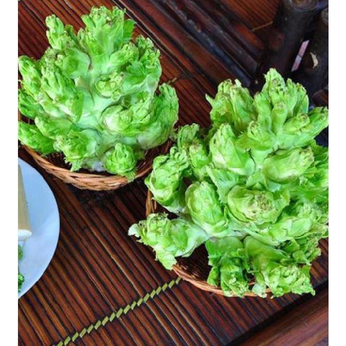 Combo 4 gói hạt giống cải mầm đá sapa dể trồng -gói 2 gram- tặng 1 phân bón