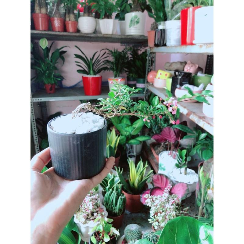 Chậu Cây Mai Hồng Ngọc Bonsai Mini