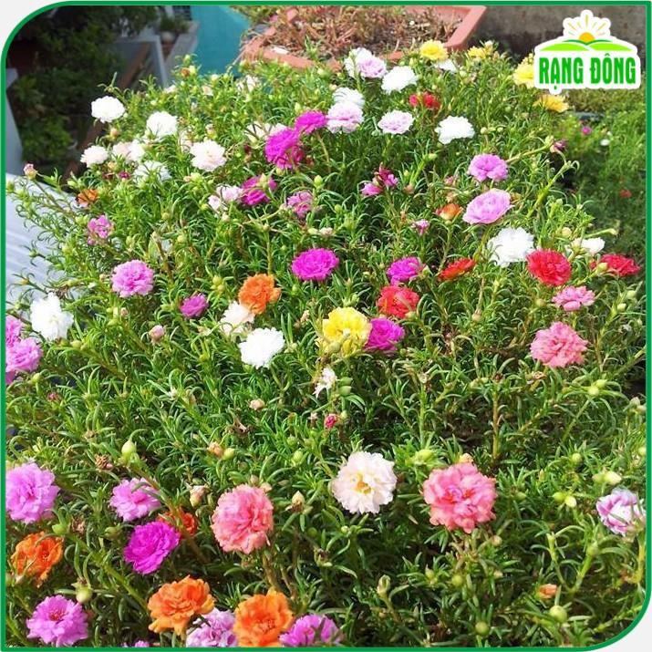 Hạt giống Hoa Mười Giờ Nhiều Màu Rd 810 (0,03g~150 hạt) ra hoa liên tục, trồng quanh năm - Hạt giống Rạng Đông