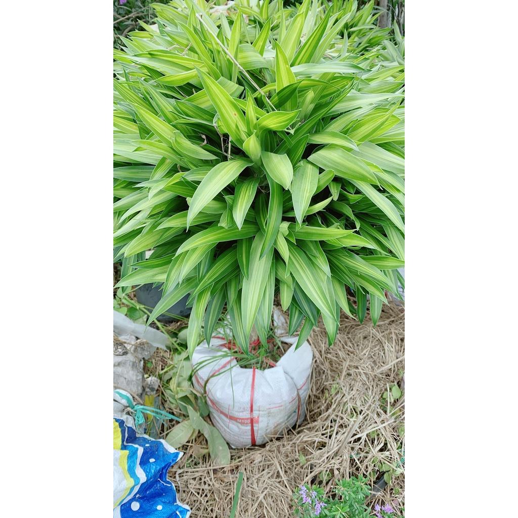 Trúc Bách Hợp Cao 1m1