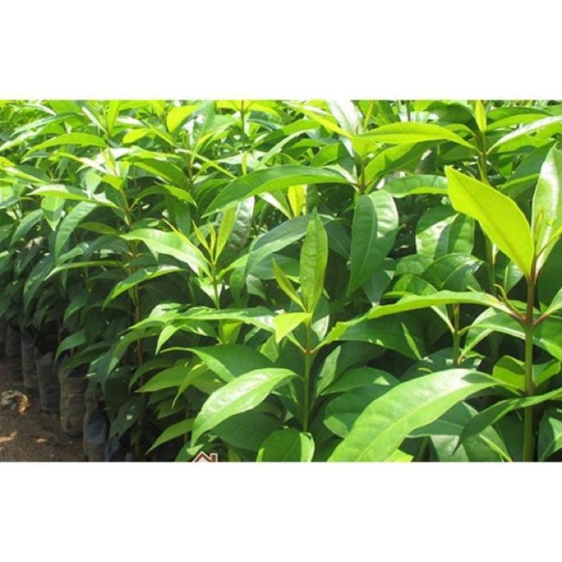 Cây vối nếp thơm có thể trồng chậu