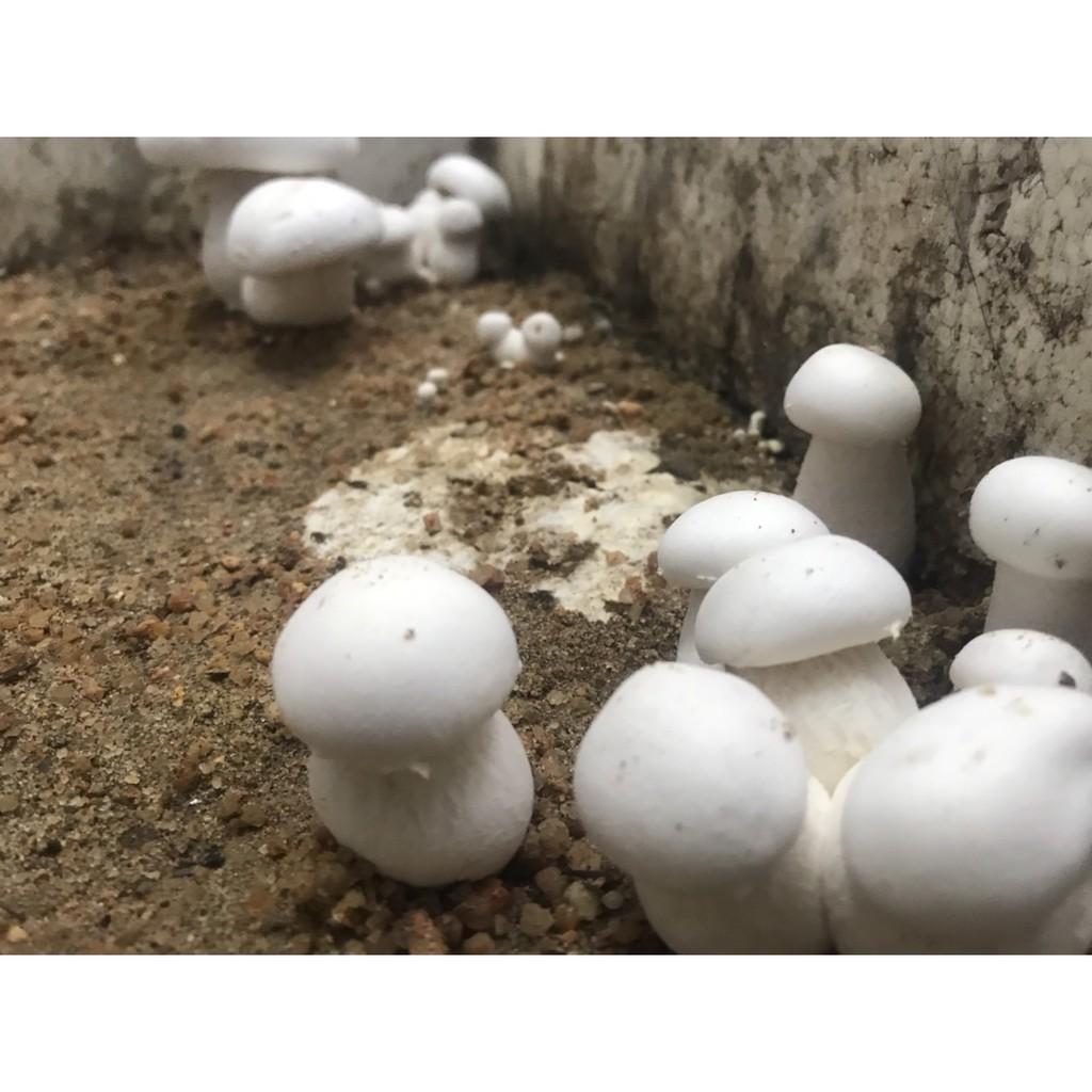 Combo 6 phôi nấm Milky trồng tại nhà