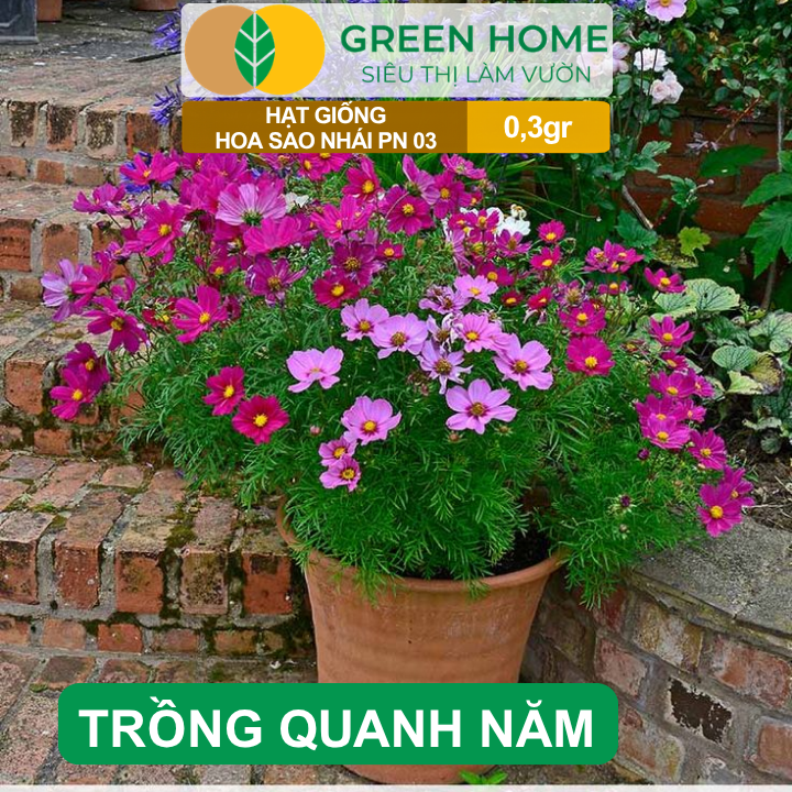 Hạt Giống Hoa Sao Nhái Mix GreenHome, Gói 0,3g, Sai Hoa, Màu Rực Rỡ, Dễ Trồng Quanh Năm H13