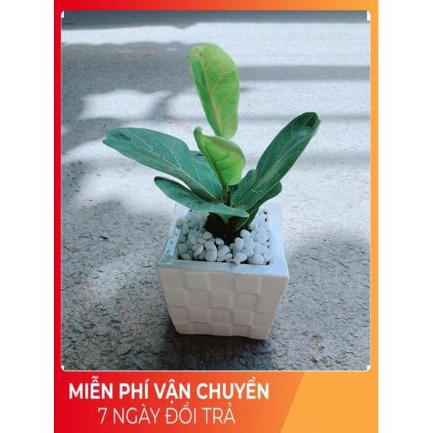 Chậu Bàng Singapore