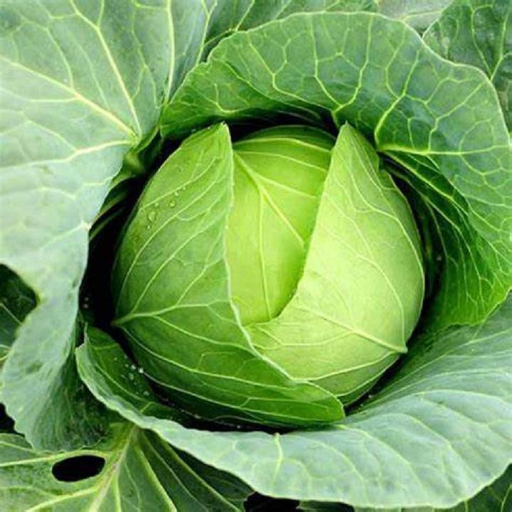 Hạt giống bắp cải xanh, Bắp cải chịu nhiệt năng suất cao (Gói 0.5gram) - Hạt giống rau củ quả Conve Store
