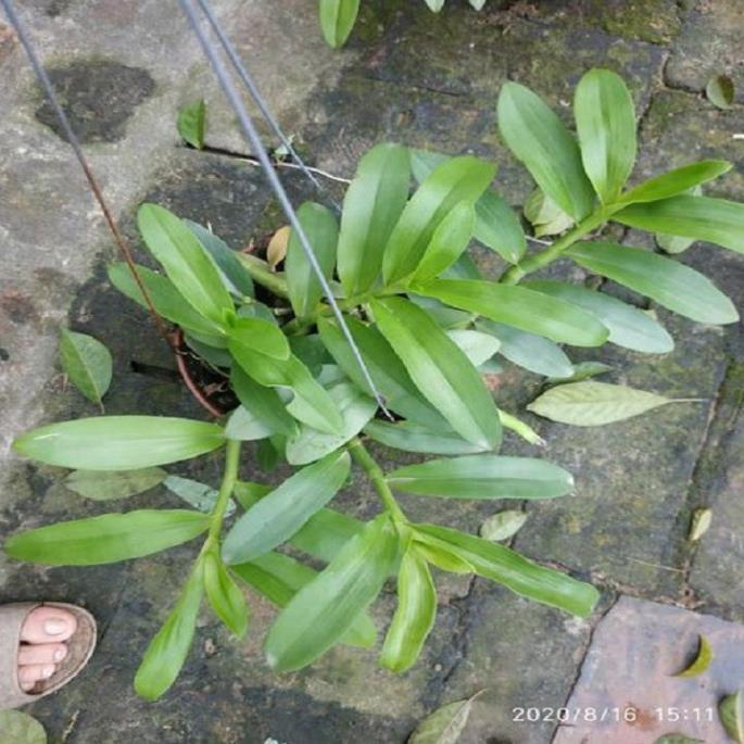 Sản Phẩm Hoa lan trầm hồng búp bê