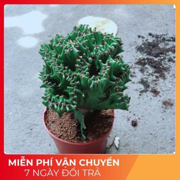 Xương Rồng Vạn Lý