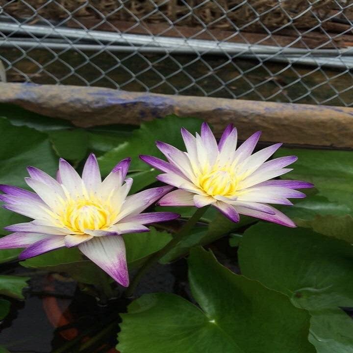 Combo 3 củ hoa súng thái mini đủ màu